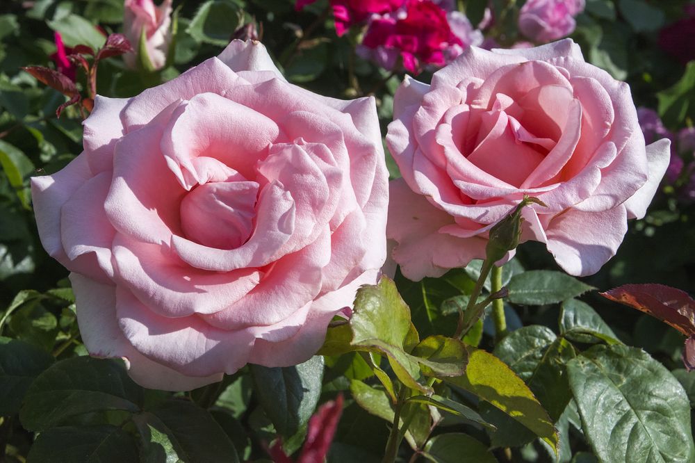 Розовые розы).