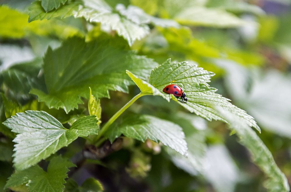 Photograph by Галина Арсеньева