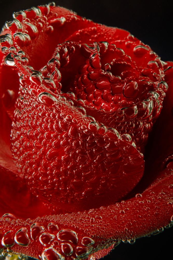 Красная роза