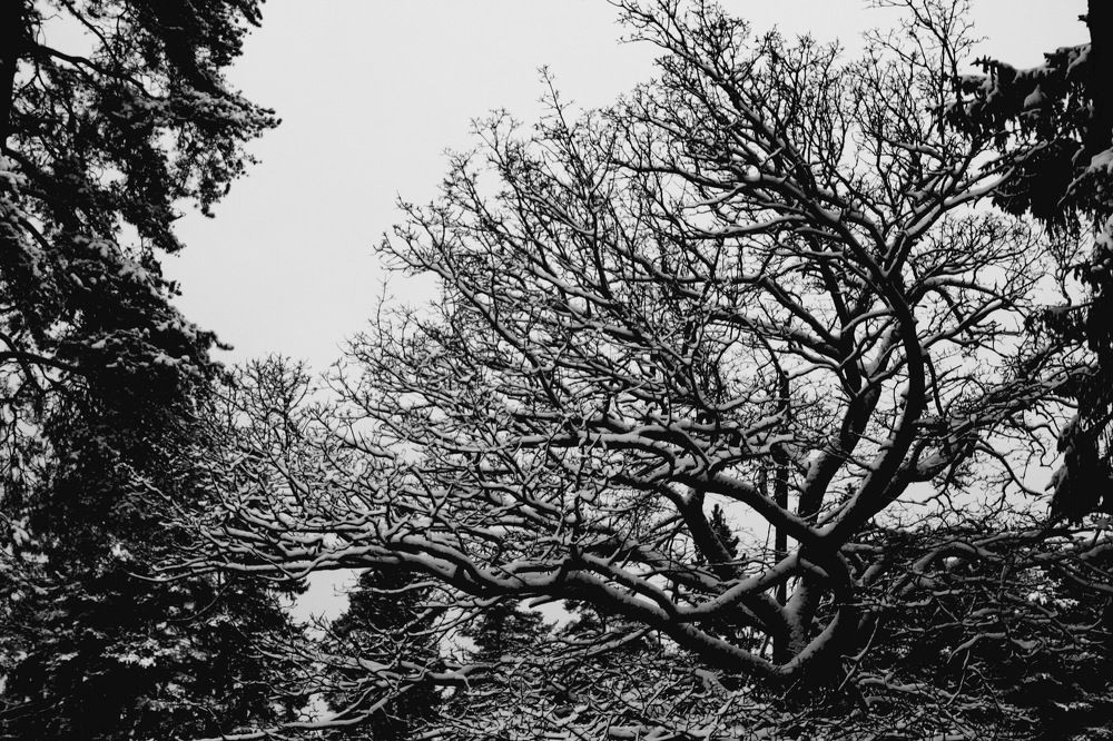 Photograph by Tatiana