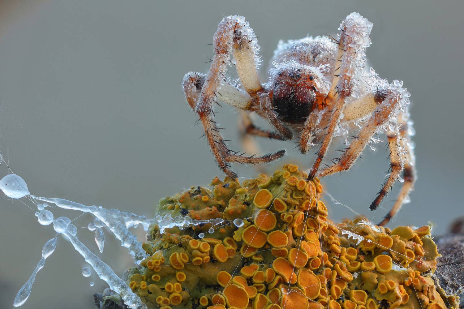 Ледяной дождь