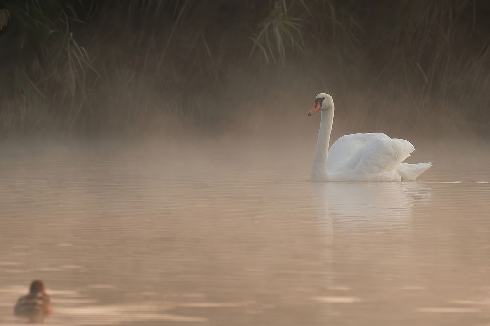 Photograph by Pawel Cudzich