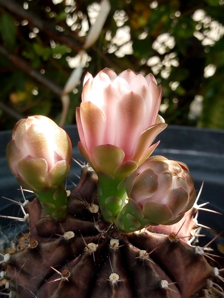 Cactus florecido