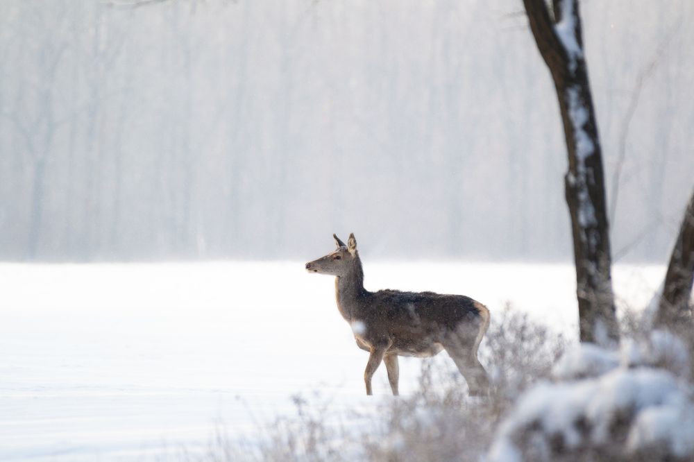 Фотография автора Денис Гаврицков