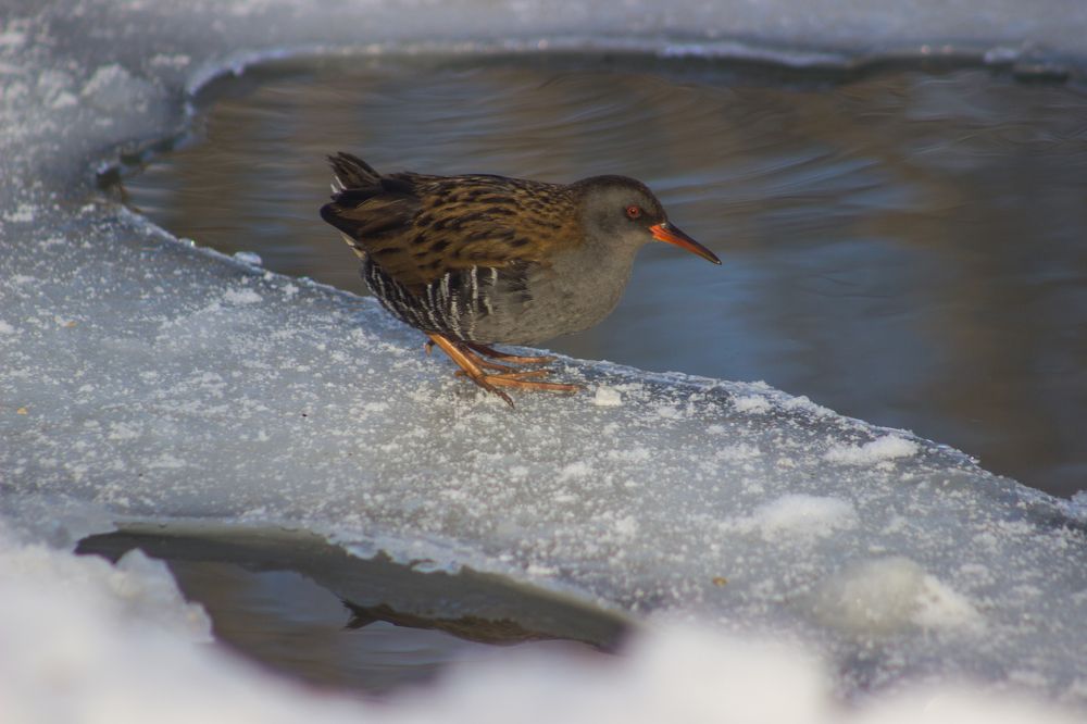Водяной пастушок