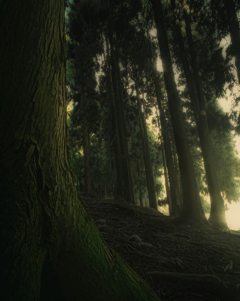 Whisper-Wood