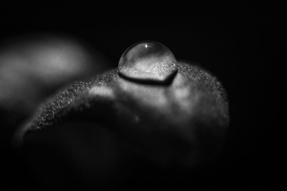 Первый росток