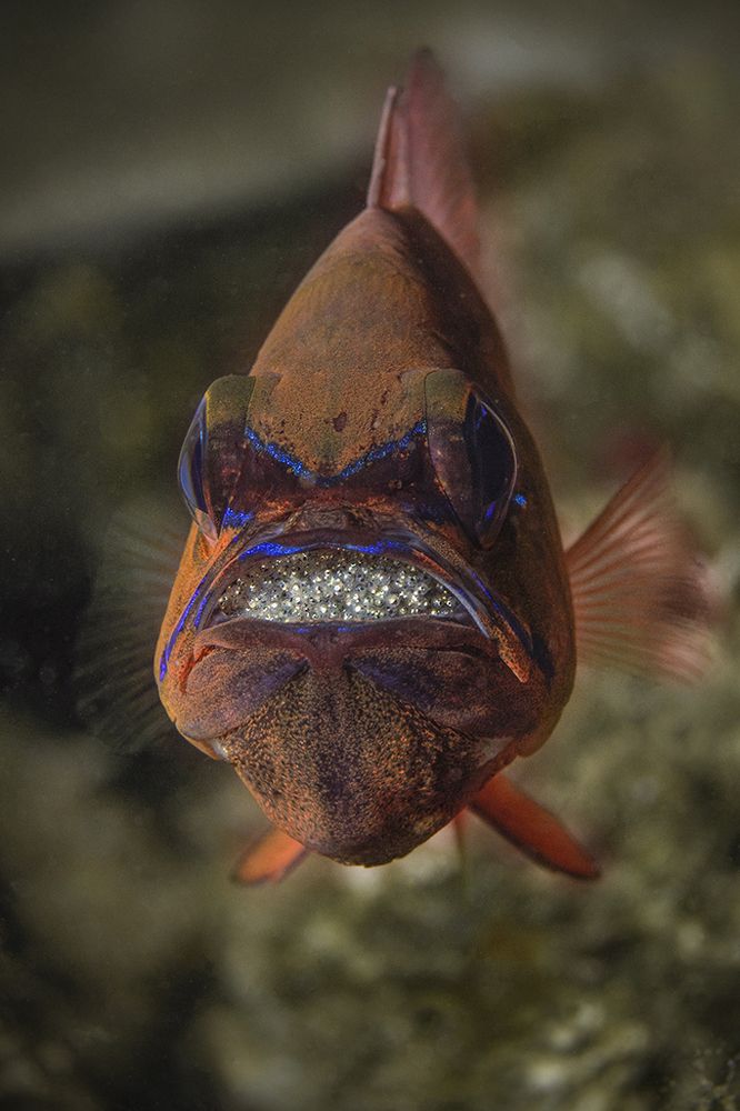 Ring-tailed cardinalfish (Ostorhinchus aureus), male protecting and incubating eggs in mouth