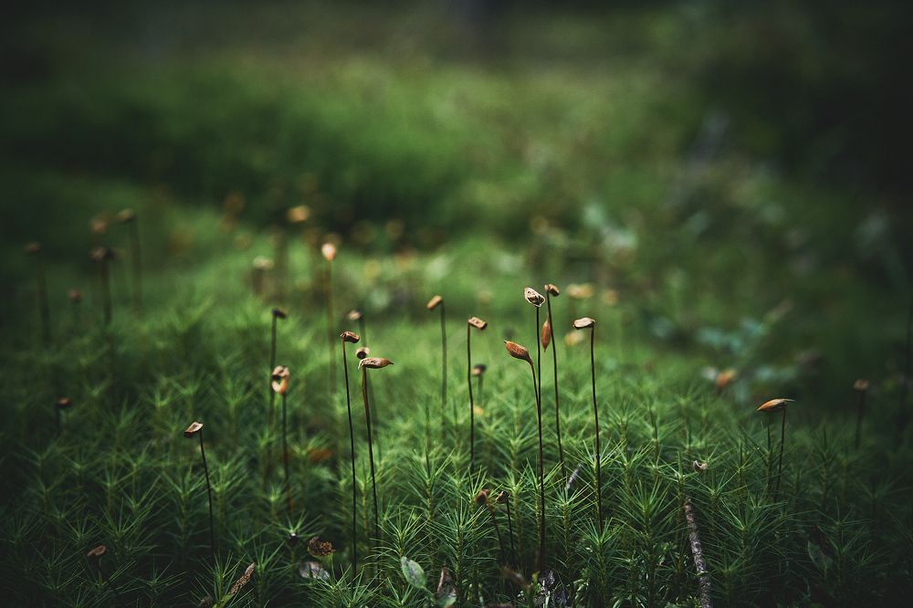Фотография автора Александр Османов