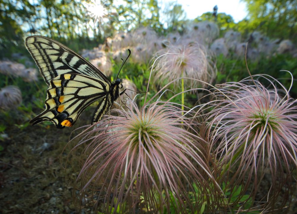 Фотография автора Иван Науменко