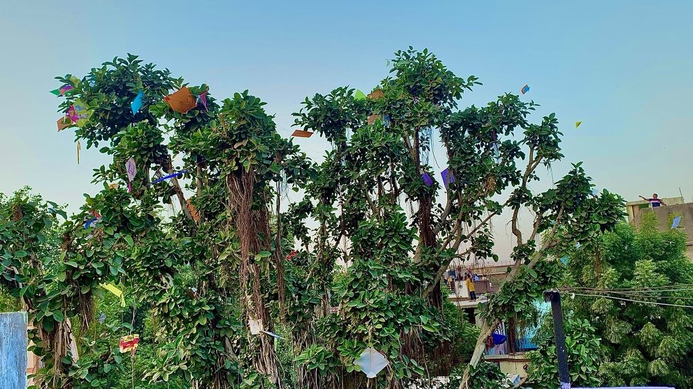 Tree of Kites(Oxygen Stopper)