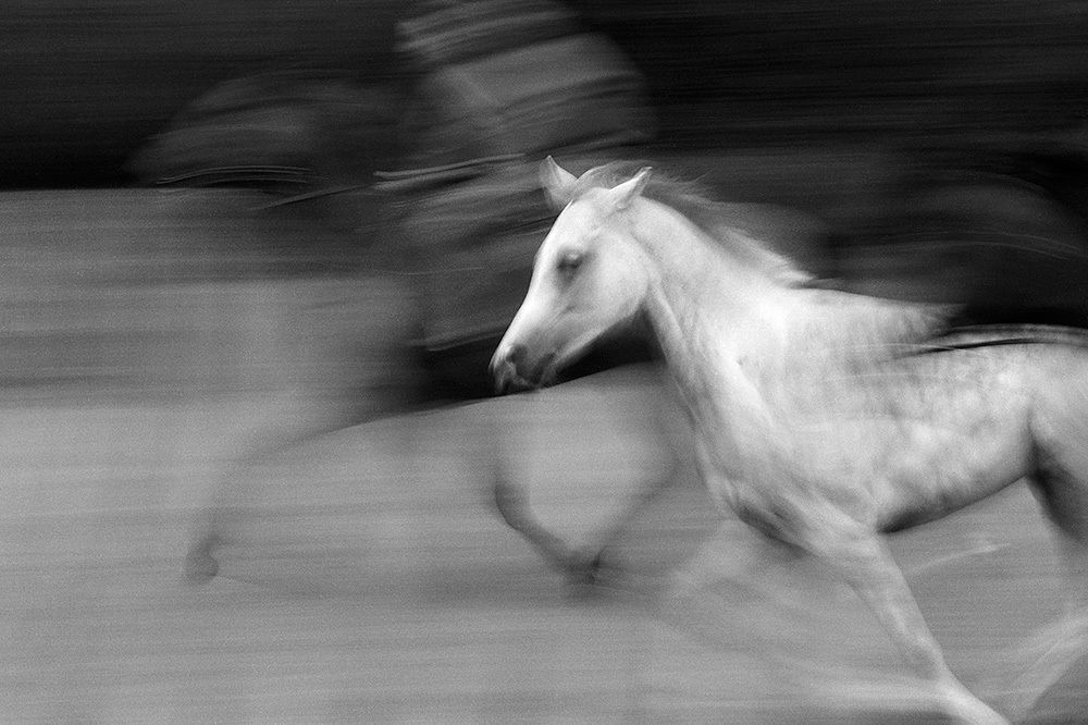 Белая лошадь