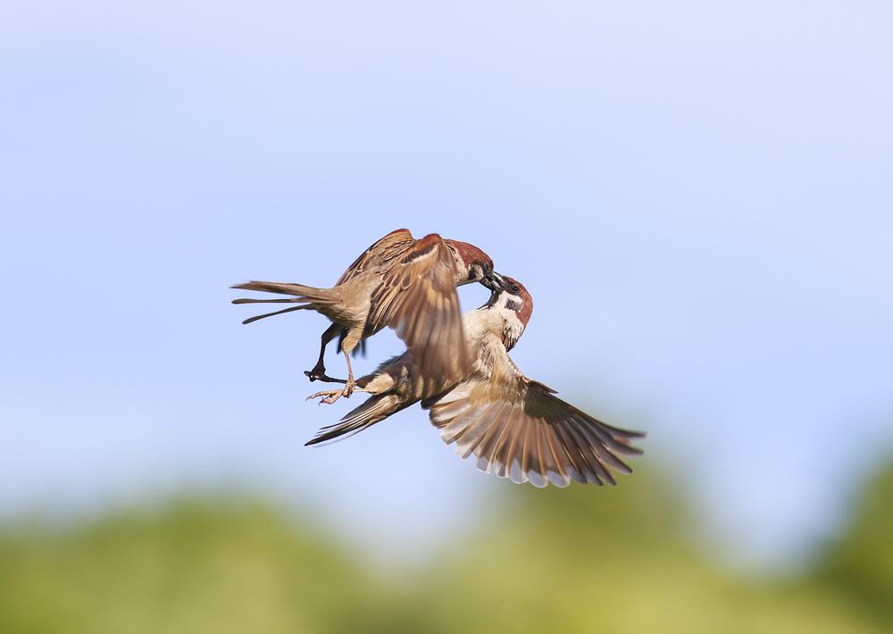 танго в облаках