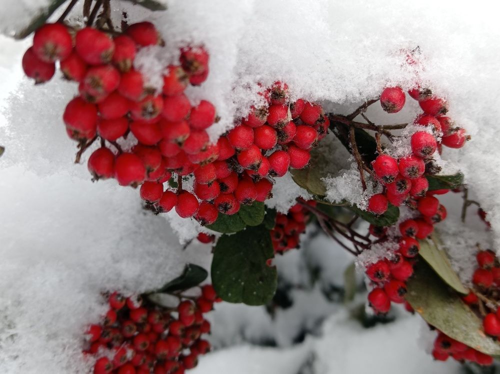 Photograph by Челышева Ирина