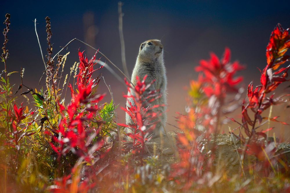 Евражка в чукотском лесу.