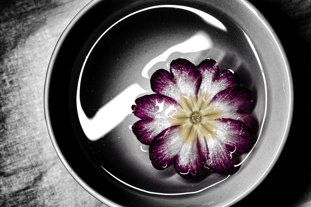 Водная Примула