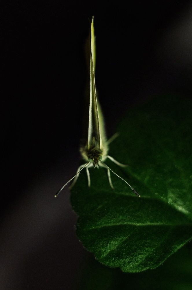 Photograph by Кристина Великанова