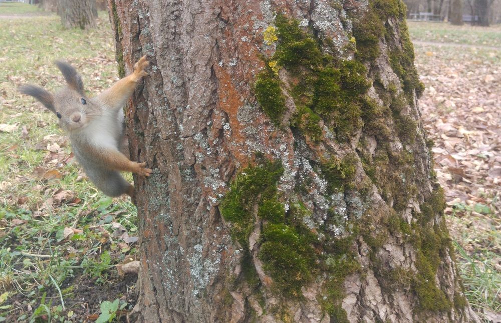 Hide and seek with squirrel