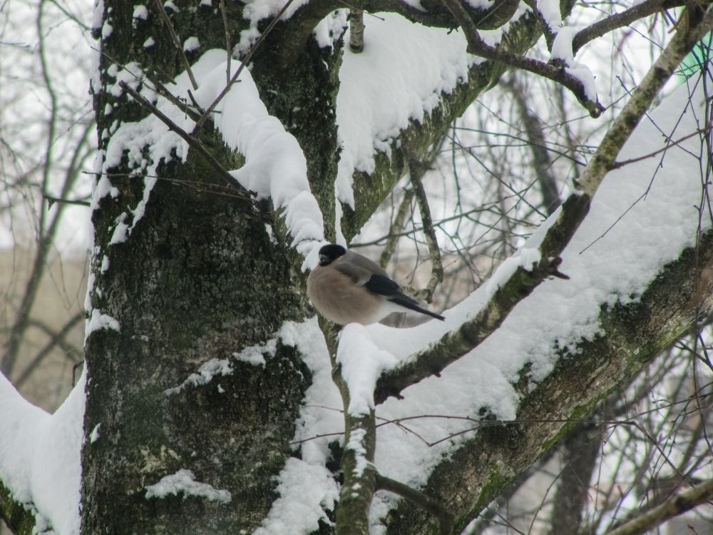 Самка снегиря