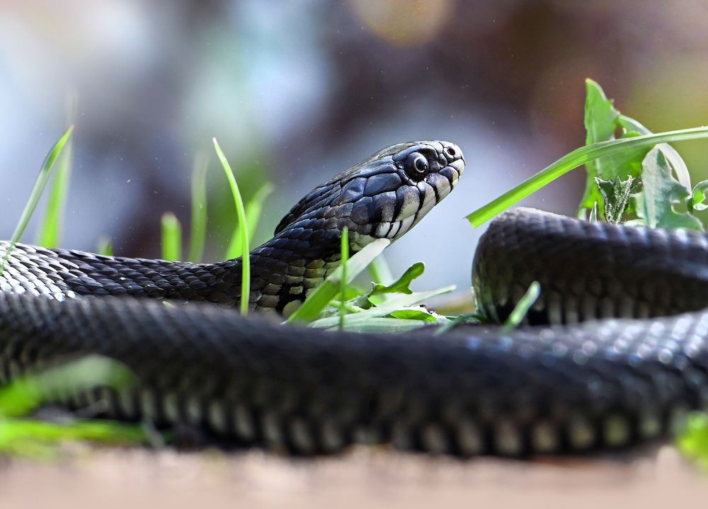 Photograph by Чернобай Анна