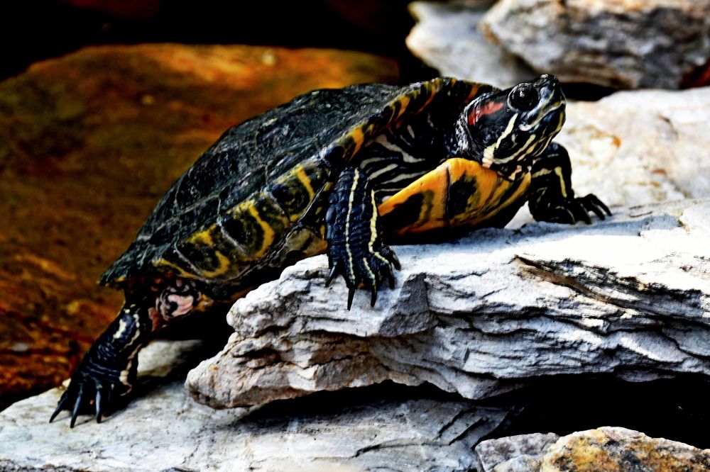 Photograph by Csótai Katalin