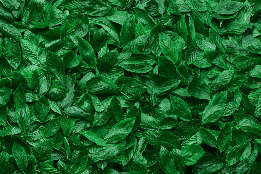 Photograph by mahmoud ahmed