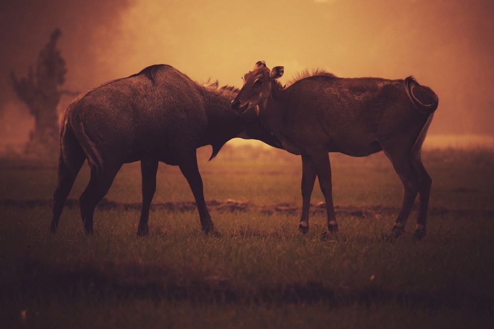 Photograph by Ankit Shrivastava