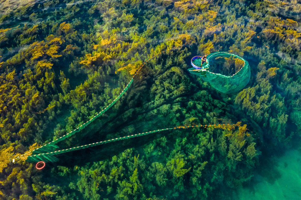 SARGASSUM SEASON IN NHON HAI - QUY NHON
