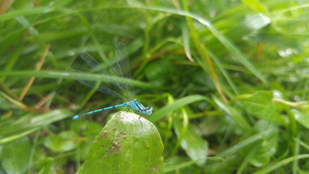 Dragonfly