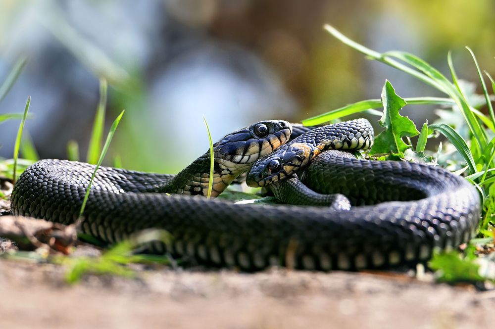 Photograph by Чернобай Анна