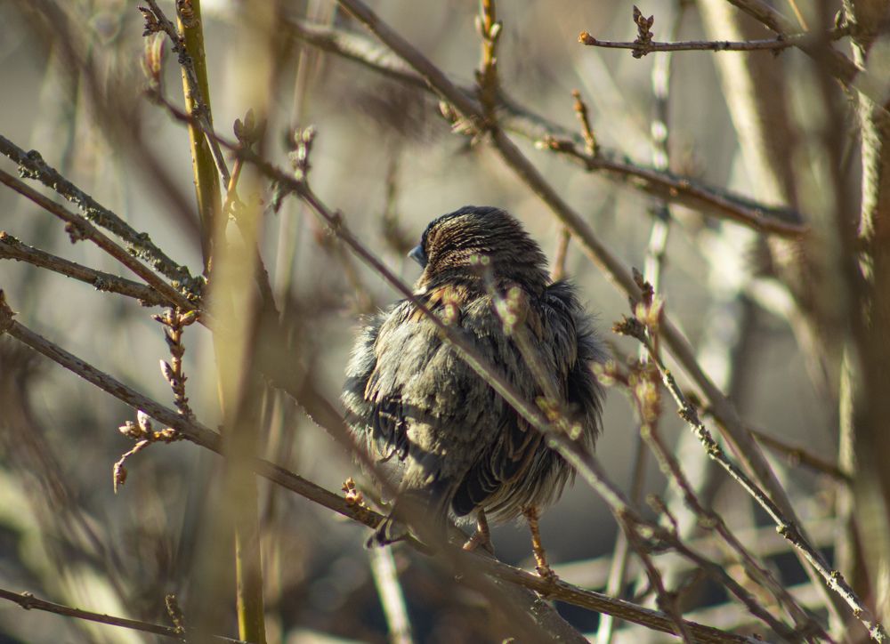 Photograph by János Rábli