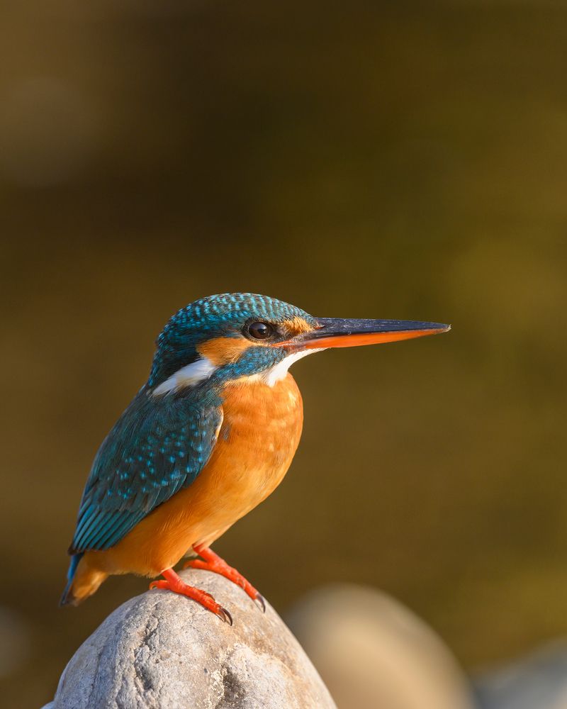 Common Kingfisher