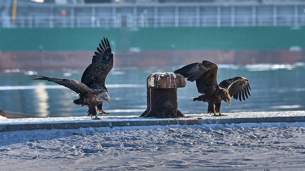 Танец орланов