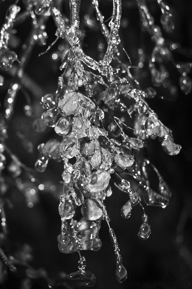 Ледяная гроздь