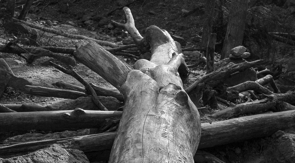 Photograph by Антонов Алексей