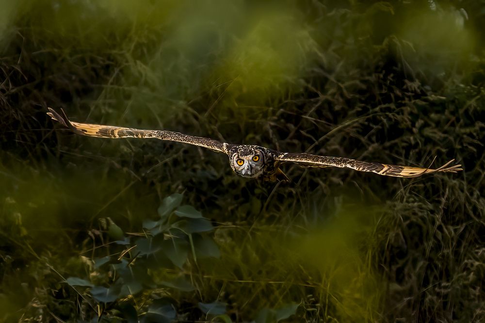 Фотография автора Naveen Kumar