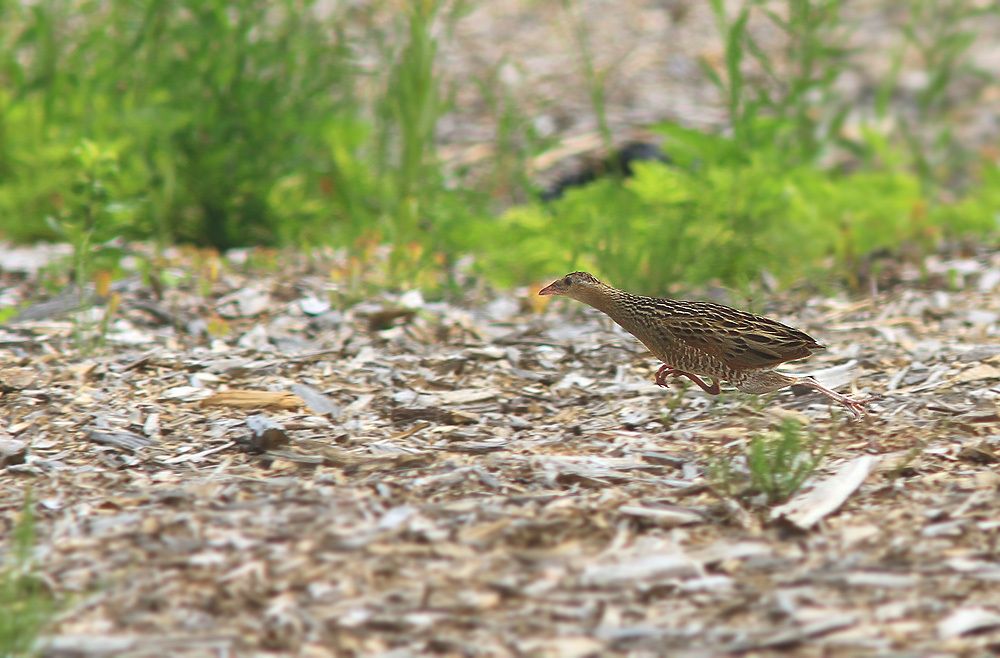 Фотография автора Михаил Крюков