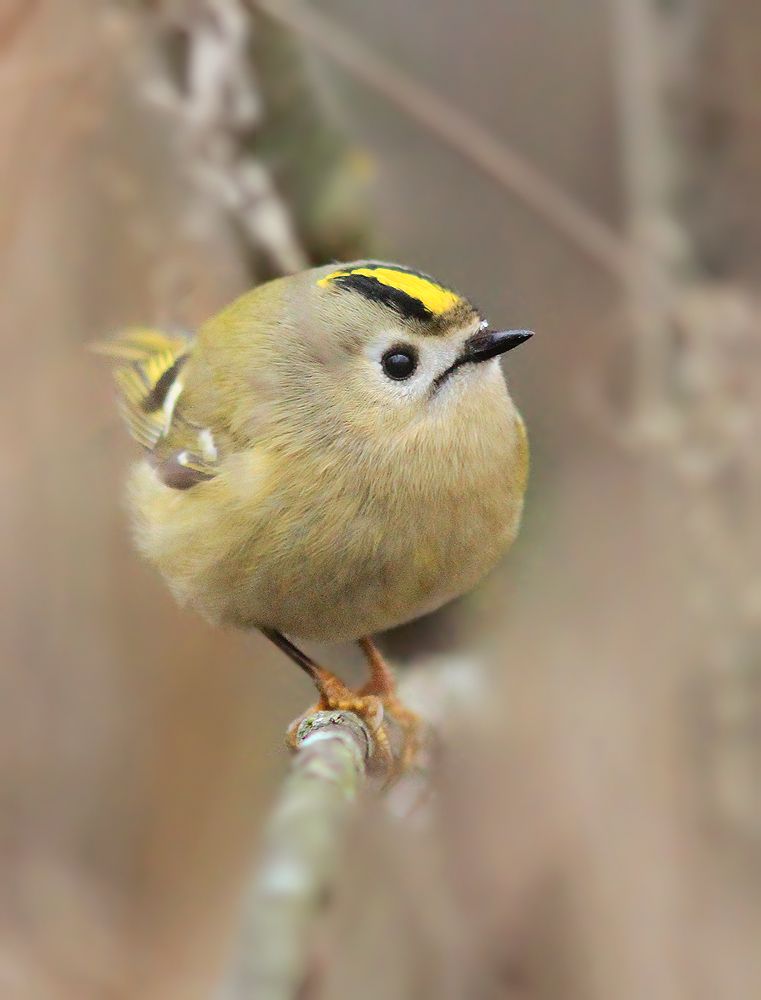 Фотография автора Михаил Крюков