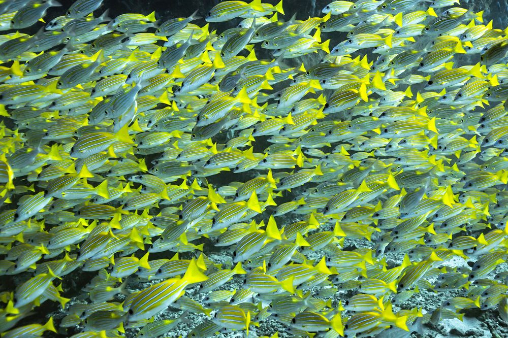 Photograph by Тетяна Тарасенко