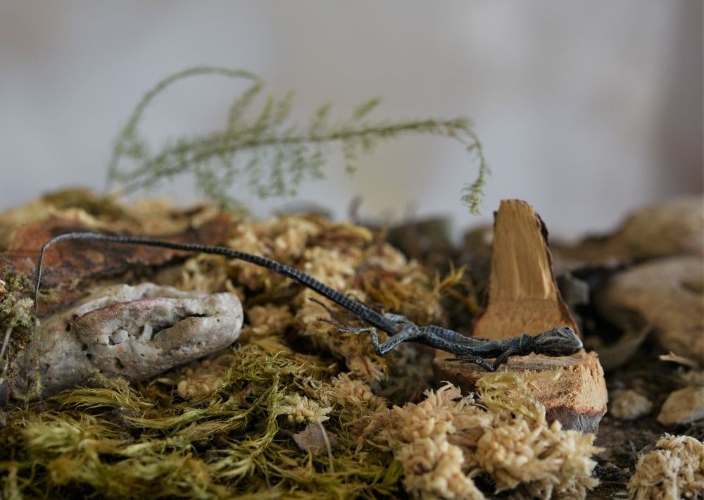 Фотография автора Ася Бабушкина