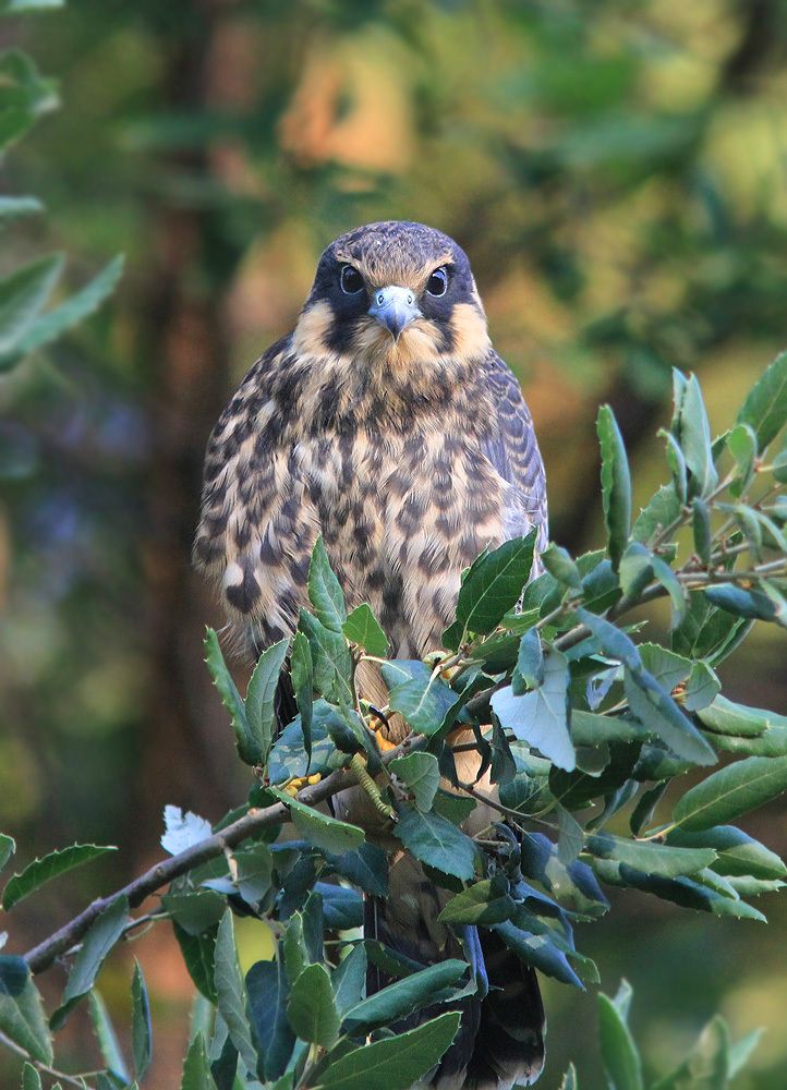 Фотография автора Михаил Крюков