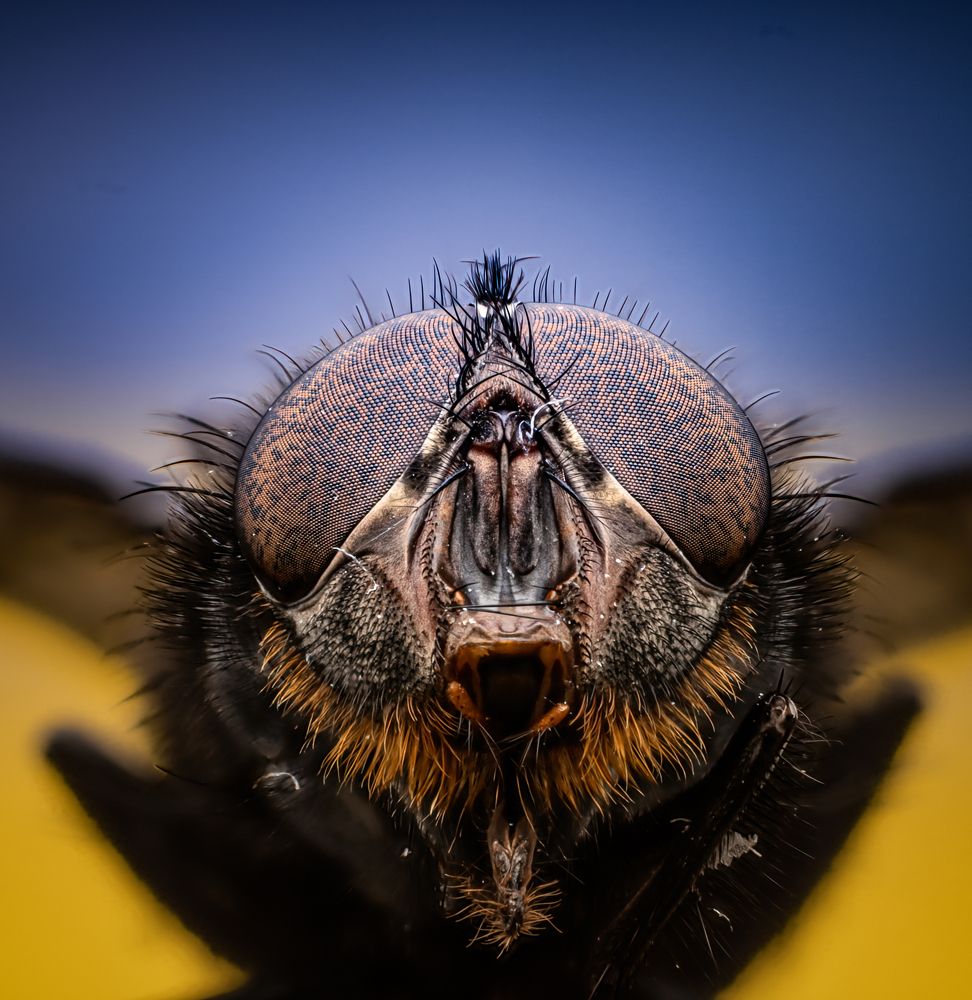 Domestic fly with bi-color background