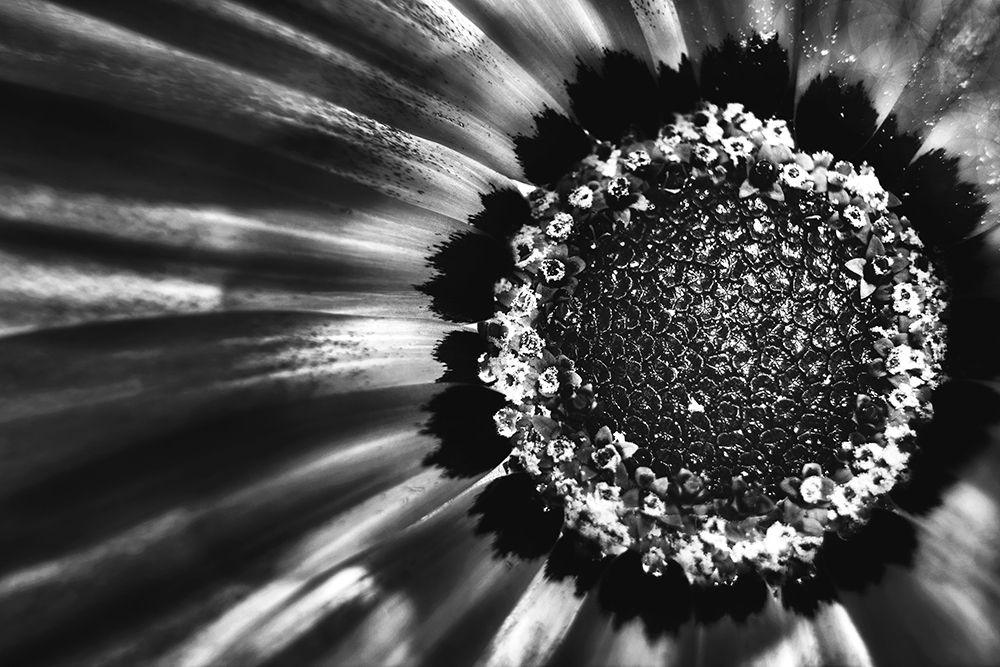 Photograph by Daniel Filipe Santos