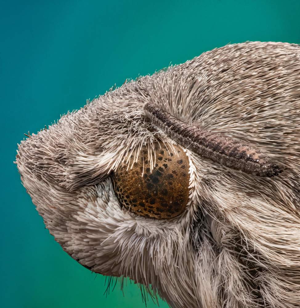 Macroglossum stellatarum