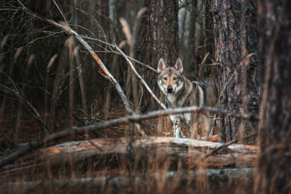Photograph by Алексей Леонидович
