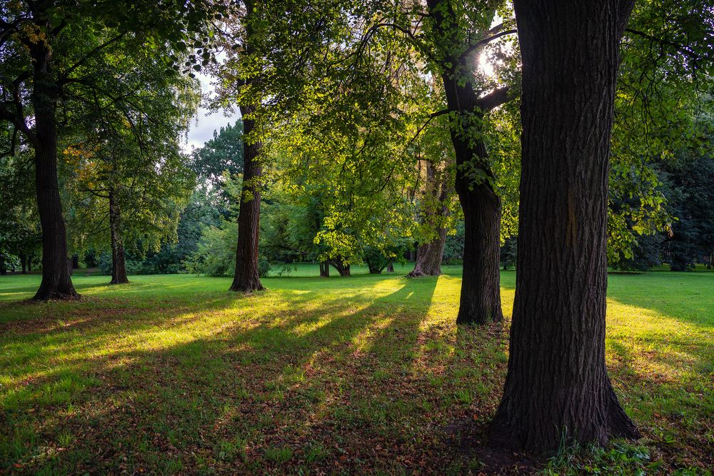 Летом в лесу