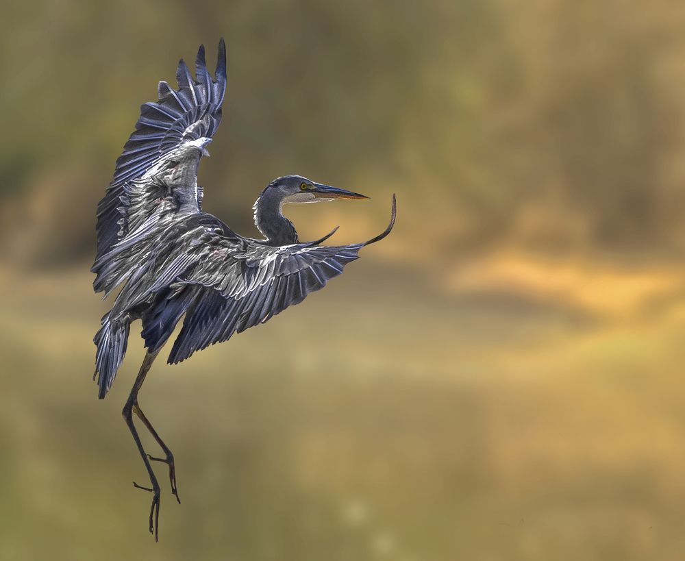 Фотография автора MOHAMED ISMAIL