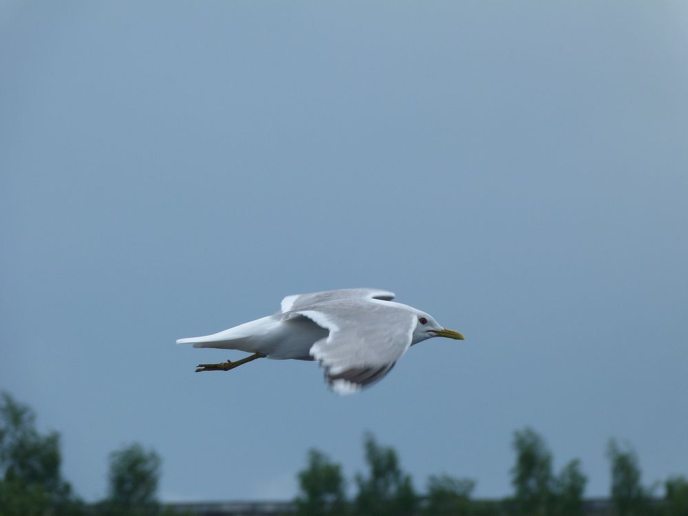 Photo #5828640