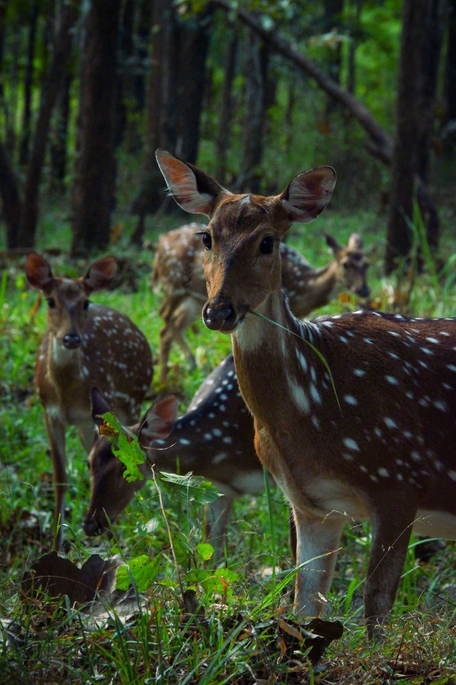 Photograph by Sajni Babu