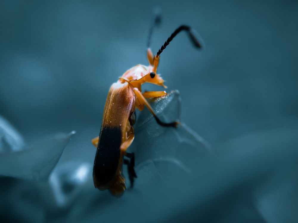 Photograph by Sandip Das